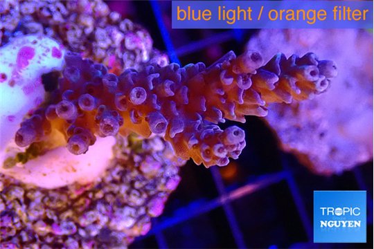 Acropora purple blue 2-4 cm WYSIWYG acclimaté