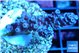 Acropora purple blue 2-4 cm WYSIWYG acclimaté