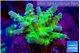 Acropora green & purple tip 3-5 cm WYSIWYG acclimaté