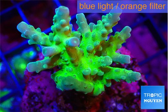 Acropora green & purple tip 3-5 cm WYSIWYG acclimaté