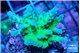 Acropora green & purple tip 3-5 cm WYSIWYG acclimaté