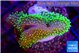 Sarcophyton full neon green polyps Australia 3-4 cm WYSIWYG acclimaté