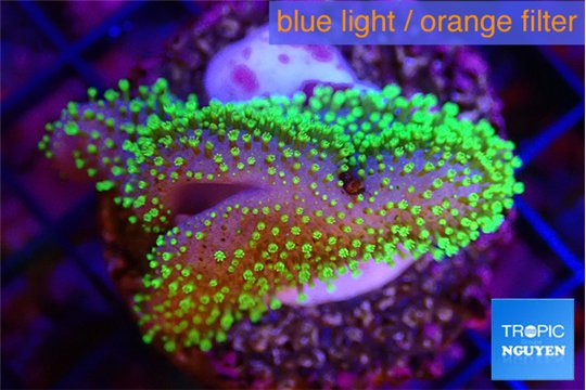 Sarcophyton full neon green polyps Australia 3-4 cm WYSIWYG acclimaté