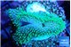 Sarcophyton full neon green polyps Australia 3-4 cm WYSIWYG acclimaté