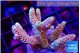 Acropora millepora rainbow 4-5 cm WYSIWYG acclimaté