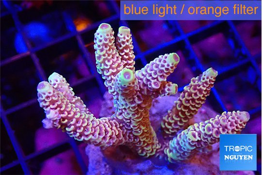 Acropora millepora rainbow 4-5 cm WYSIWYG acclimaté