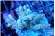 Acropora millepora rainbow 4-5 cm WYSIWYG acclimaté