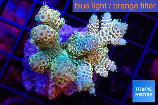 Acropora golden purple 4-5 cm WYSIWYG acclimaté