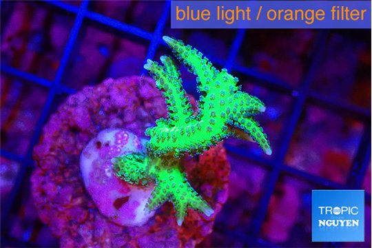 Seriotopra hystrix gold 3-4 cm WYSIWYG acclimaté