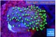Sarcophyton full neon green polyps Australia 2-3 cm WYSIWYG acclimaté