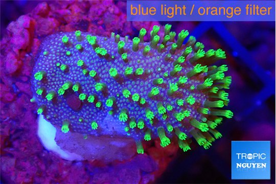 Sarcophyton full neon green polyps Australia 2-3 cm WYSIWYG acclimaté