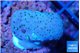 Sarcophyton full neon green polyps Australia 2-3 cm WYSIWYG acclimaté