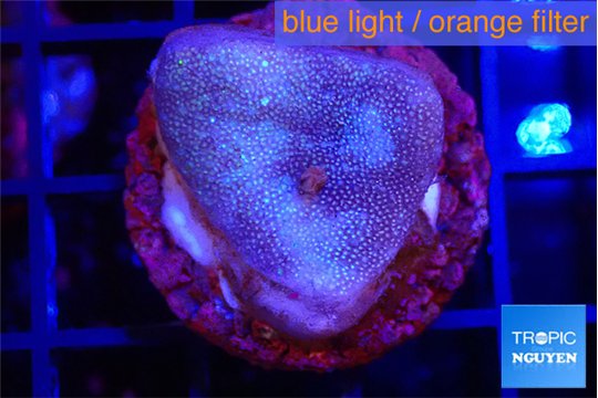 Sarcophyton full neon green polyps Australia 2-3 cm WYSIWYG acclimaté