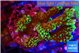 Montipora green & purple polyps 4-5 cm WYSIWYG acclimaté