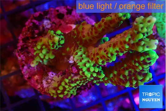 Montipora green & purple polyps 4-5 cm WYSIWYG acclimaté