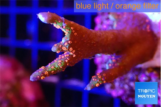 Montipora digitata red 2-3 cm WYSIWYG acclimaté