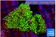 Montipora green 2-4 cm WYSIWYG acclimaté