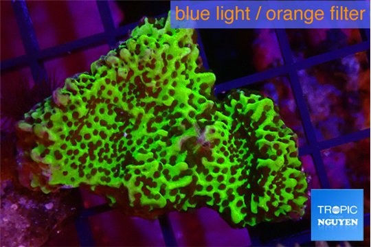 Montipora green 2-4 cm WYSIWYG acclimaté