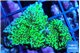 Montipora green 2-4 cm WYSIWYG acclimaté