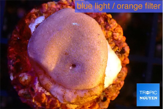 Sarcophyton full neon green polyps Australia 2-3 cm WYSIWYG acclimaté