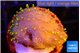 Sarcophyton full neon green polyps Australia 2-3 cm WYSIWYG acclimaté