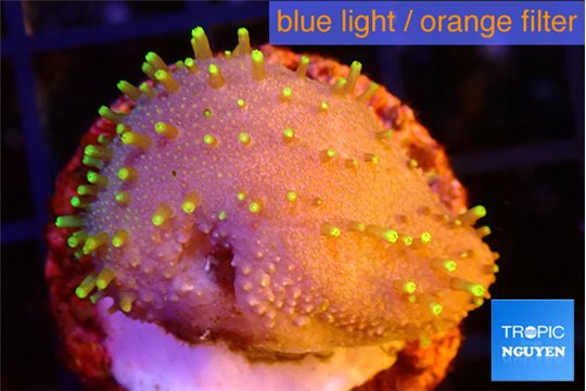 Sarcophyton full neon green polyps Australia 2-3 cm WYSIWYG acclimaté