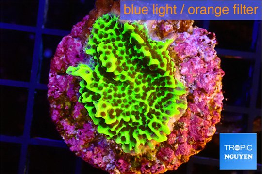 Montipora green 2-3 cm WYSIWYG acclimaté
