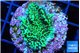 Montipora green 2-3 cm WYSIWYG acclimaté