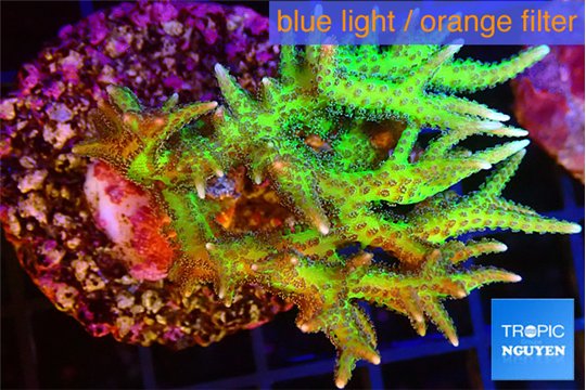 Seriotopra hystrix gold 4-6 cm WYSIWYG acclimaté