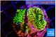 Montipora green 2-4 cm WYSIWYG acclimaté