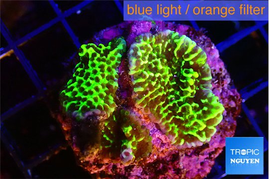 Montipora green 2-4 cm WYSIWYG acclimaté