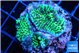 Montipora green 2-4 cm WYSIWYG acclimaté
