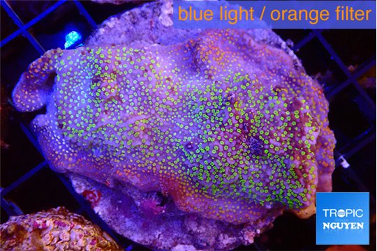 Montipora tricolor 6-8 cm WYSIWYG acclimaté