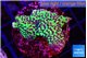 Montipora green & purple polyps 3-5 cm WYSIWYG acclimaté