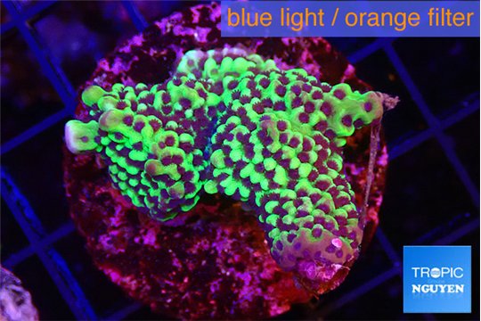Montipora green & purple polyps 3-5 cm WYSIWYG acclimaté