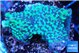 Montipora green & purple polyps 3-5 cm WYSIWYG acclimaté