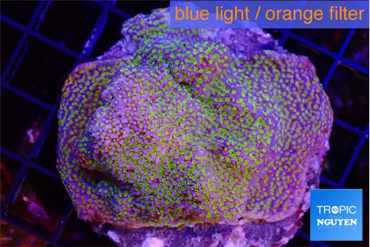 Montipora tricolor 6-8 cm WYSIWYG acclimaté