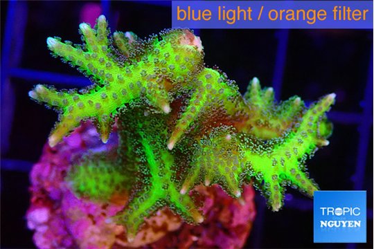 Seriotopra hystrix gold 3-5 cm WYSIWYG acclimaté