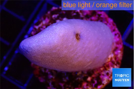 Sarcophyton full neon green polyps Australia 3-4 cm WYSIWYG acclimaté