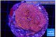 Montipora poker star 6-9 cm WYSIWYG acclimaté