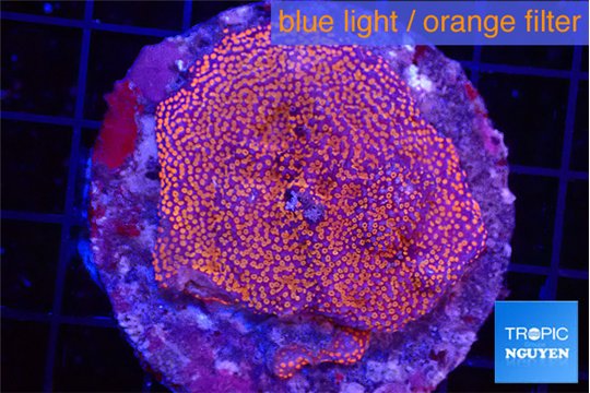 Montipora poker star 6-9 cm WYSIWYG acclimaté