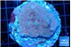 Montipora poker star 6-9 cm WYSIWYG acclimaté