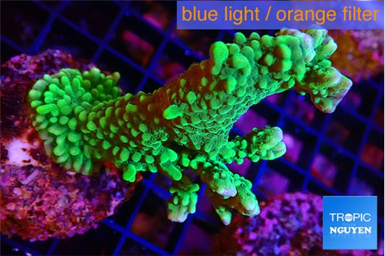 Montipora green & purple polyps 3-5 cm WYSIWYG acclimaté
