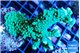Montipora green & purple polyps 3-5 cm WYSIWYG acclimaté