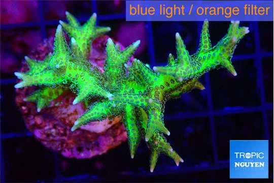 Seriotopra hystrix gold 3-5 cm WYSIWYG acclimaté