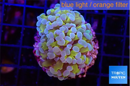 Euphyllia paraancora gold purple 3-5 cm WYSIWYG acclimaté