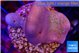 Sarcophyton full neon green polyps Australia 3-4 cm WYSIWYG acclimaté