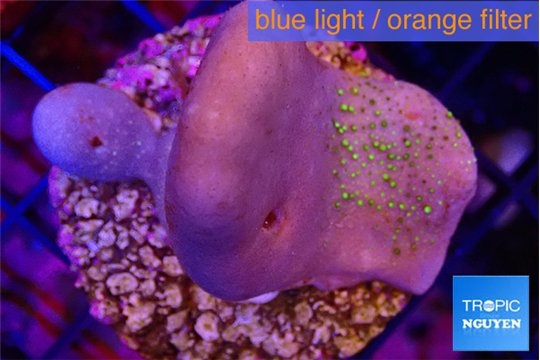 Sarcophyton full neon green polyps Australia 3-4 cm WYSIWYG acclimaté