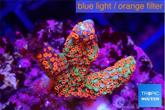 Montipora digitata red 2-3 cm WYSIWYG acclimaté