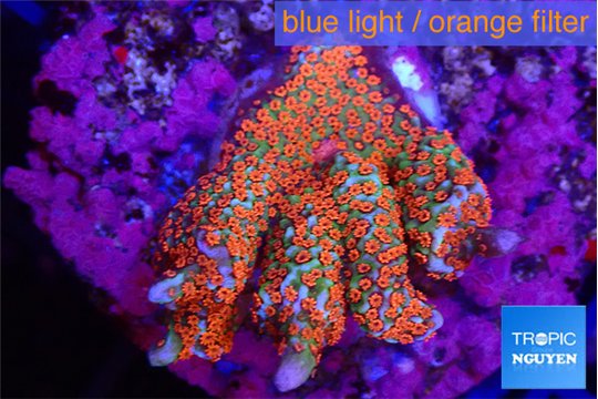 Montipora digitata red 2-3 cm WYSIWYG acclimaté